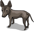 Xoloitzcuintle (Mexican Hairless Dog)