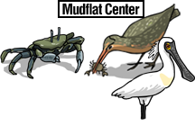 Ganghwa Mudflat