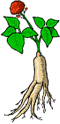 Punggi Ginseng