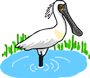 Wetland Park