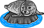 Spotted Seal