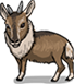Long-tailed Goral