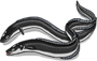 Pungcheon Eel