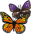 Butterfly Festival