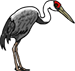 Hooded Crane