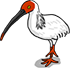 Crested Ibis