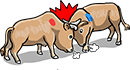 Cheongdo Bullfighting
