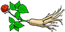Ganghwa Ginseng