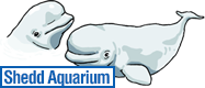 Shedd Aquarium