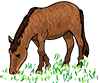 Jeju Horse