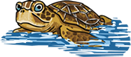 Hawksbill Sea Turtle