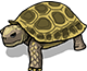Asian Forest Tortoise