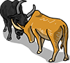 Water Buffalo Fighting