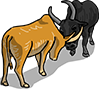 Water Buffalo Fighting