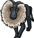 Lion-tailed Macaque 
