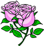 Rose Water