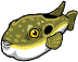 Takifugu Obscurus