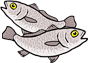 Nibe Croaker