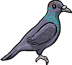 Japanese Wood Pigeons