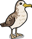 Streaked Shearwater