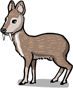 Musk Deer
