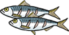 Konosirus