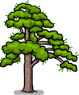 Jeongipumsong Pine Tree