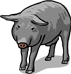 Jeju Black Pig