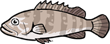 Longtooth Grouper