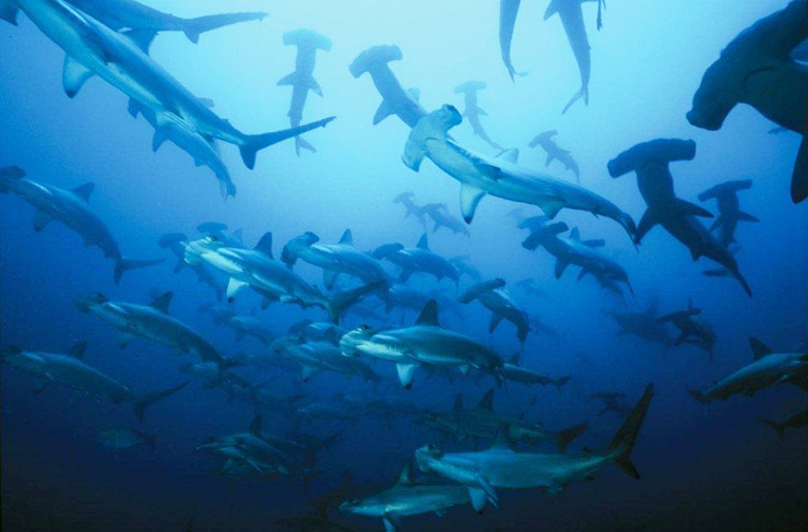 1783988927_txa_Malpelo2.jpg